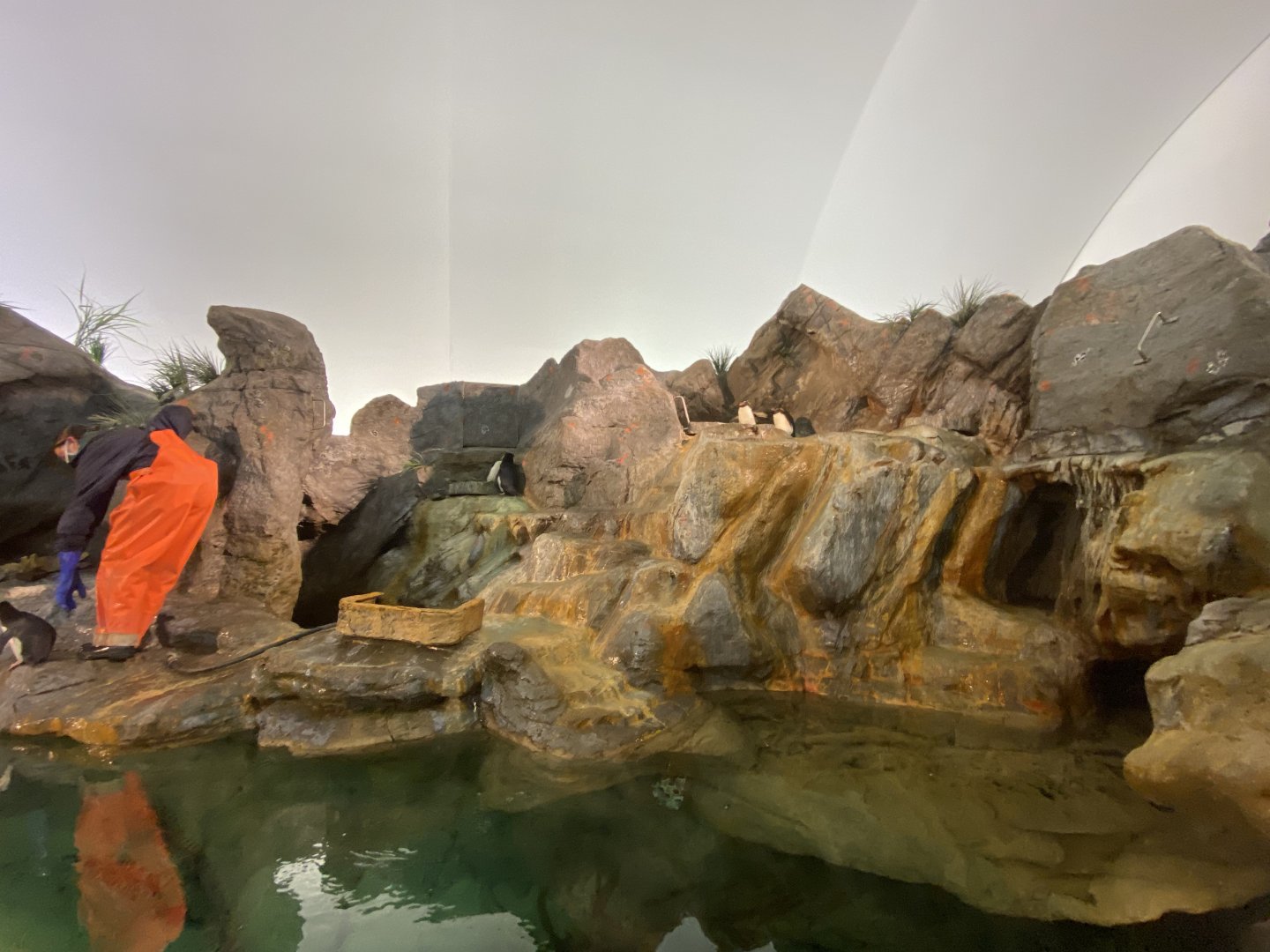 Oct. 2021 - Penguin & Puffin Coast - Penguin Cove (Right Side)