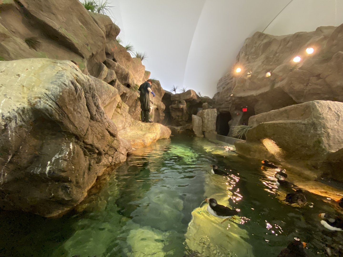 Oct. 2021 - Penguin & Puffin Coast - Puffin Bay