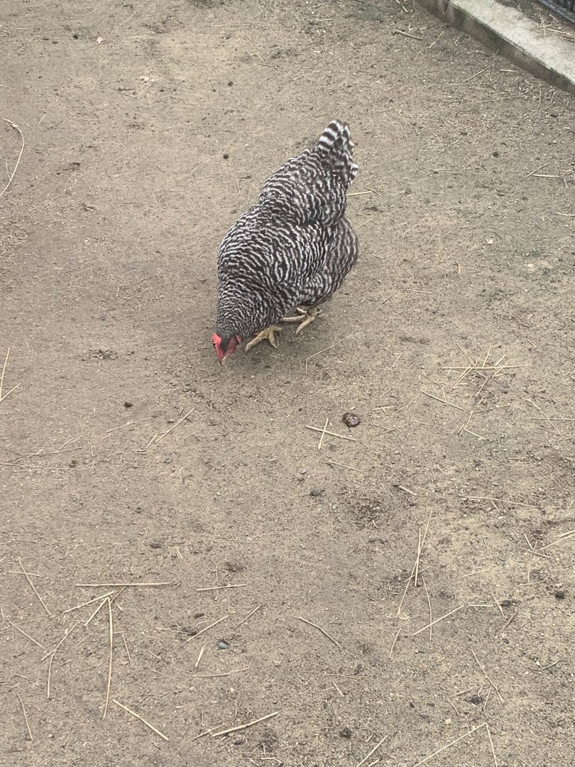 Oct. 2021- Plymouth rock chicken