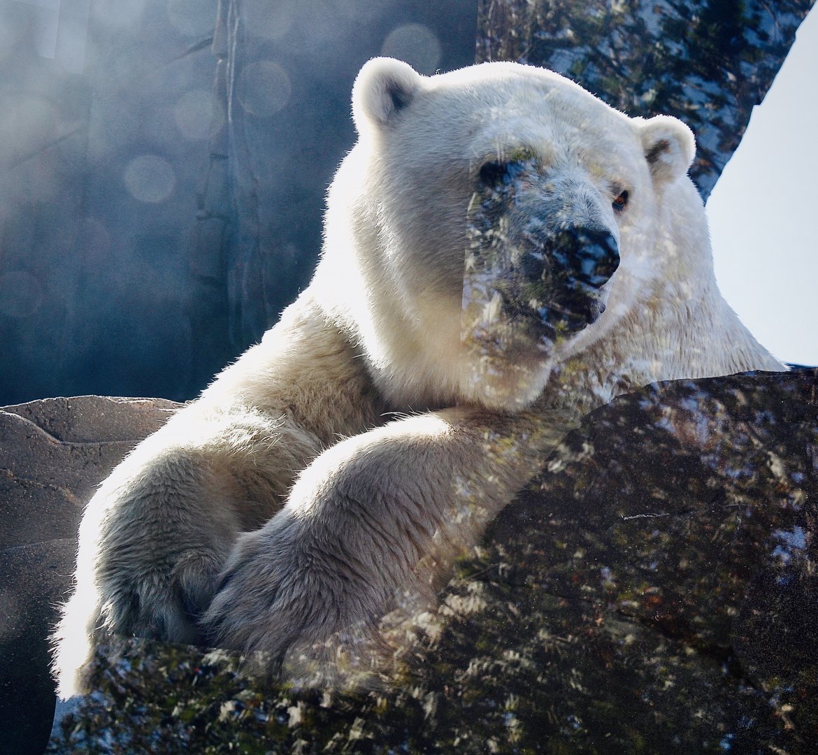 Oct. 2021 - Polar Bear Point - Polar Bear
