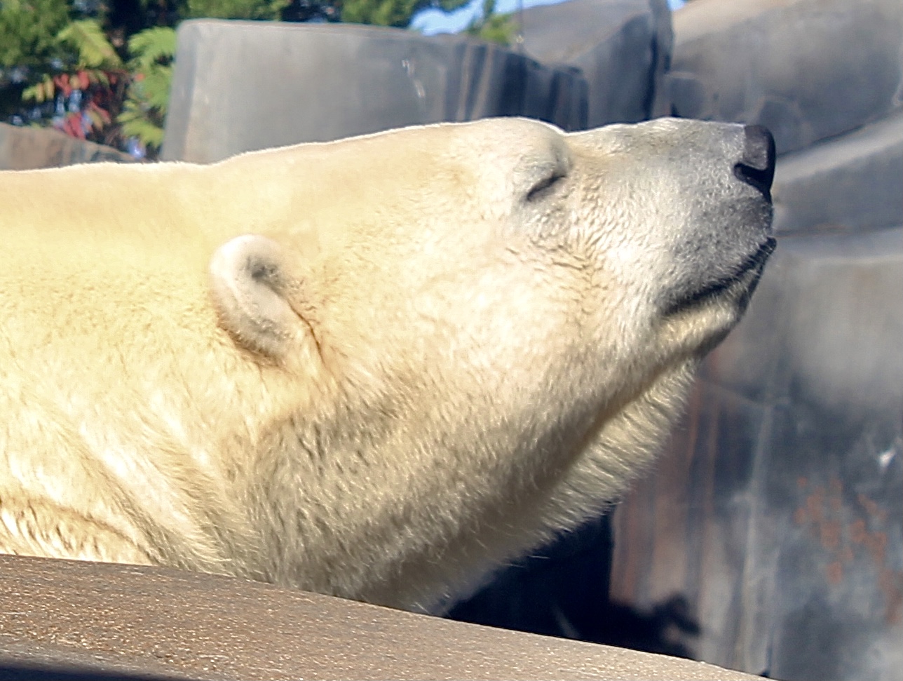Oct. 2021 - Polar Bear Point - Polar Bear