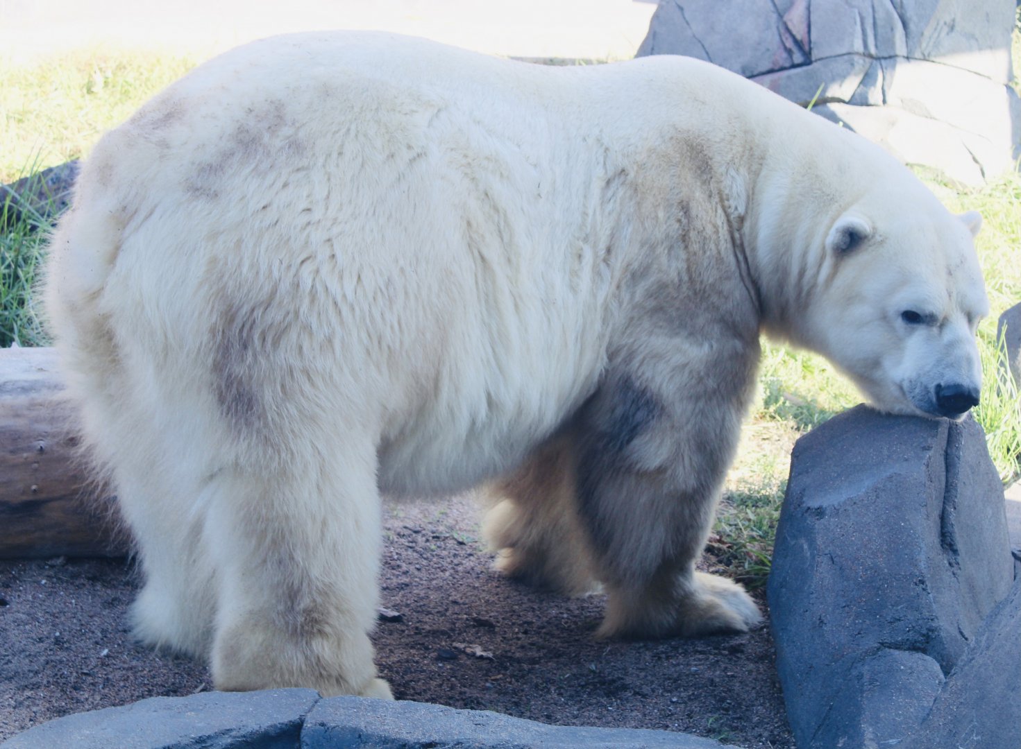 Oct. 2021 - Polar Bear Point - Polar Bear