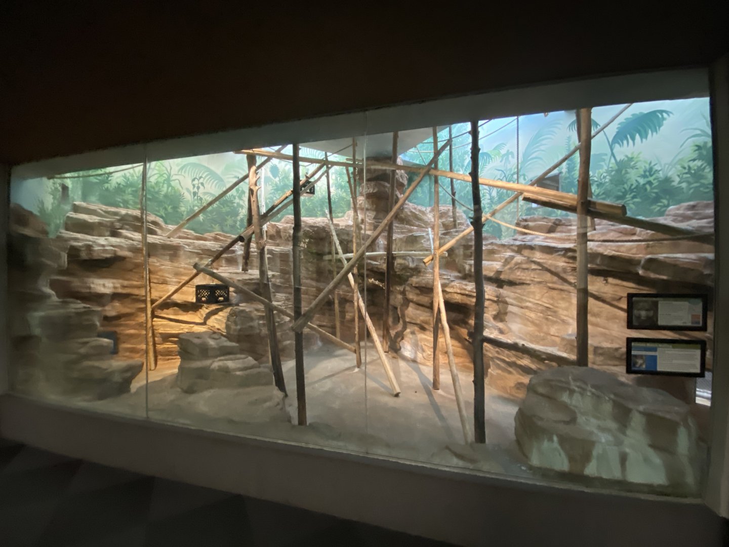 Oct. 2021 - Primate House - Allen’s Swamp Monkey Exhibit