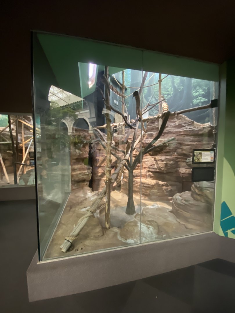 Oct. 2021 - Primate House - Ring-tailed Lemur Exhibit