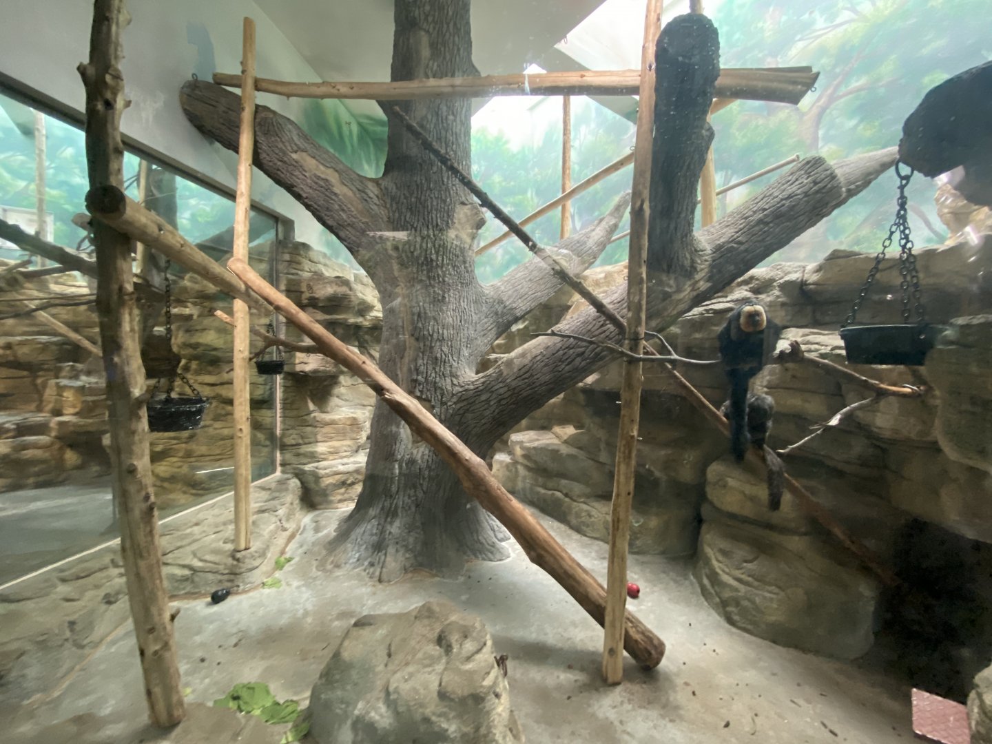 Oct. 2021 - Primate House - White-faced Saki Exhibit