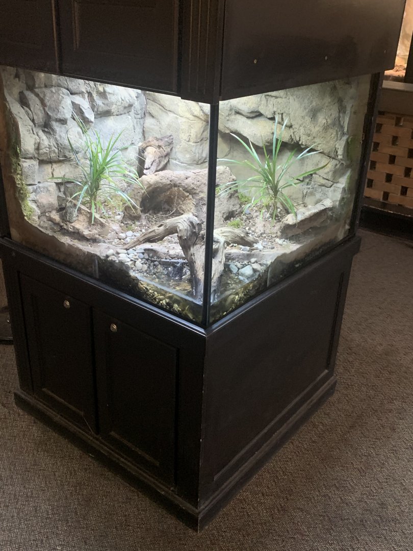 Oct. 2021- Puerto Rican crested toad tank