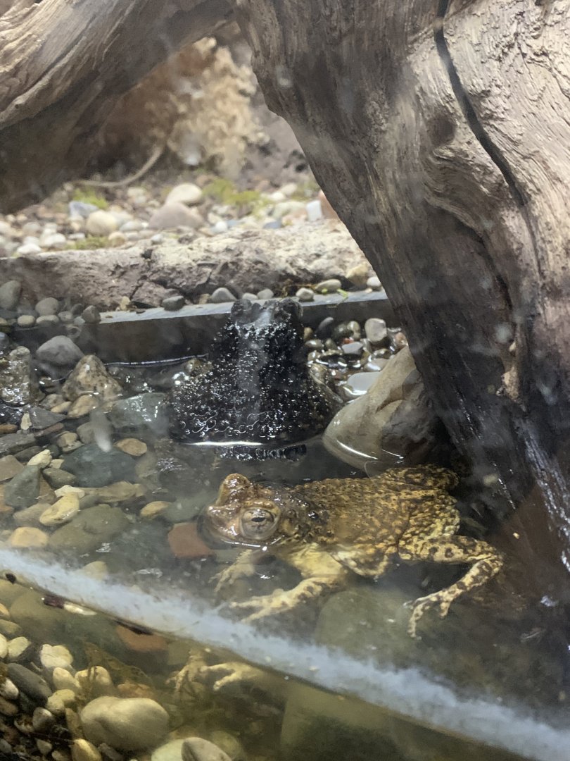 Oct. 2021- Puerto Rican crested toads