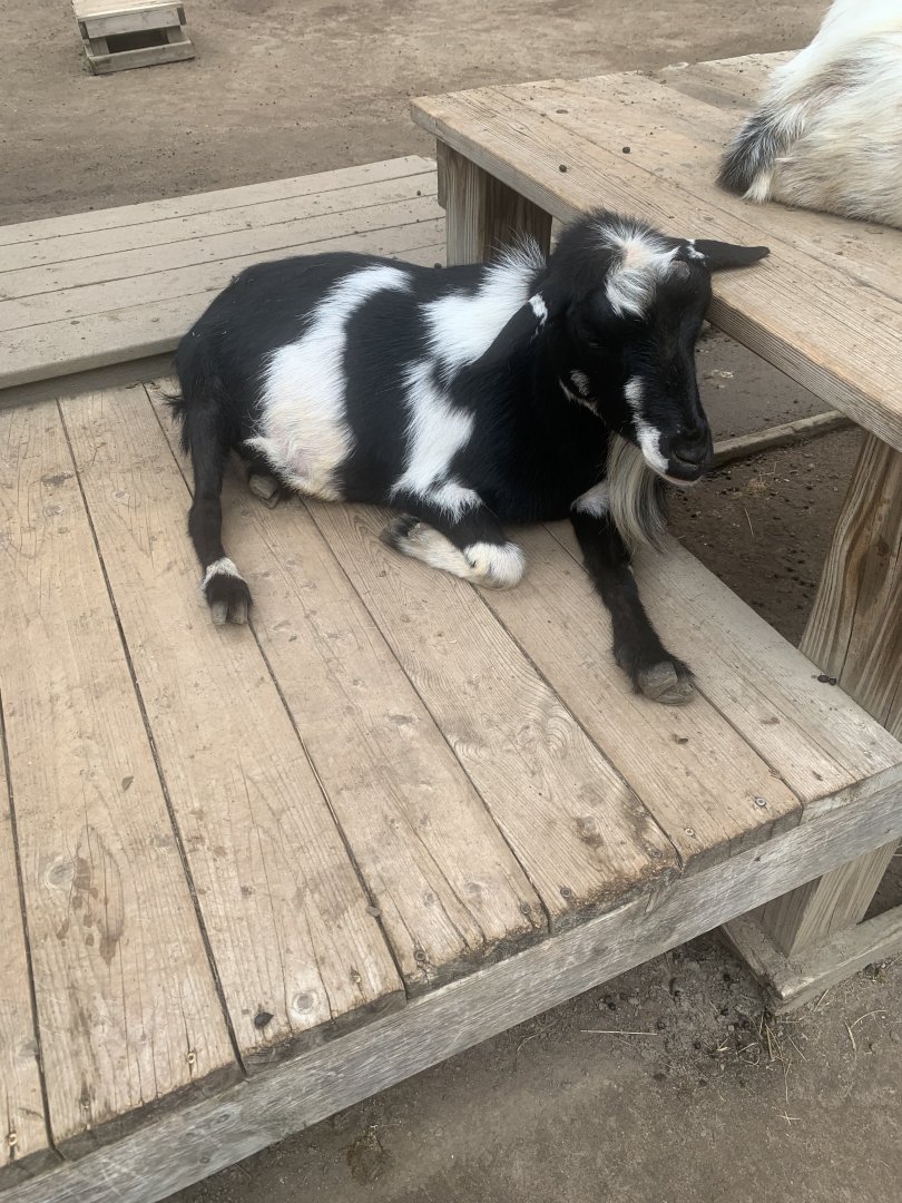 Oct. 2021- Pygmy goat