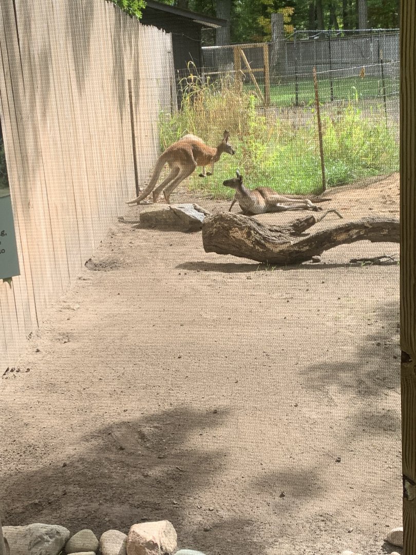 Oct. 2021- Red kangaroo and Western grey kangaroo