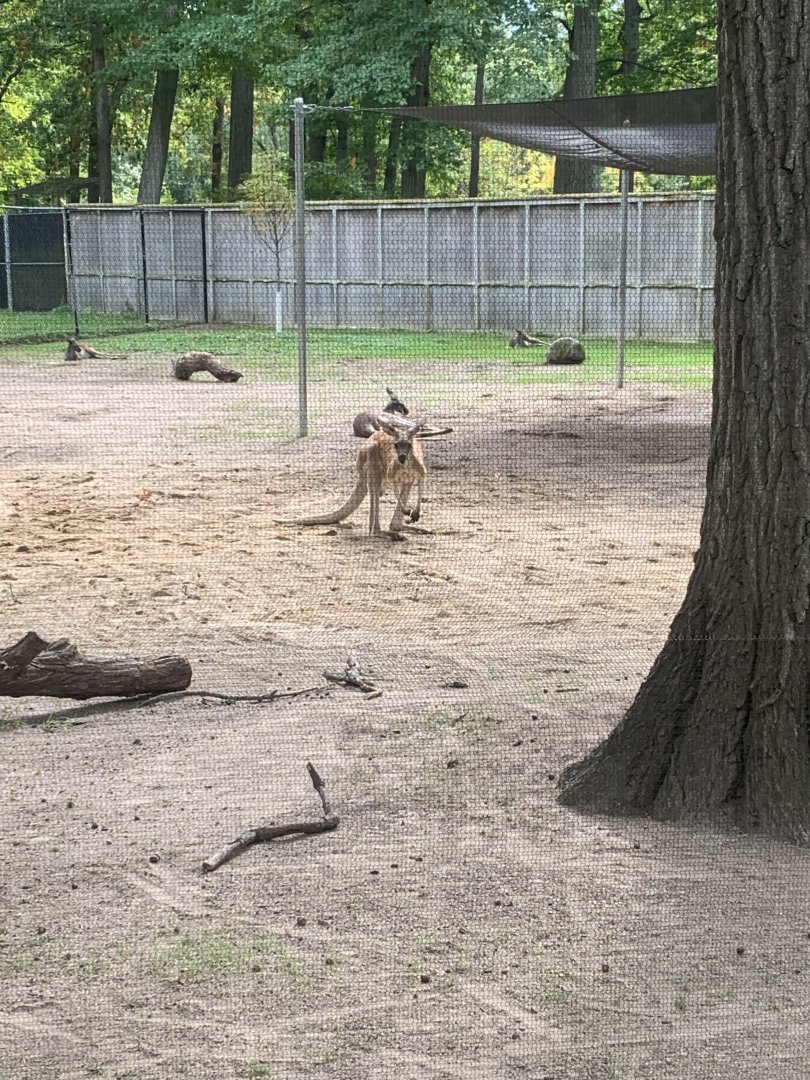 Oct. 2021- Red kangaroos