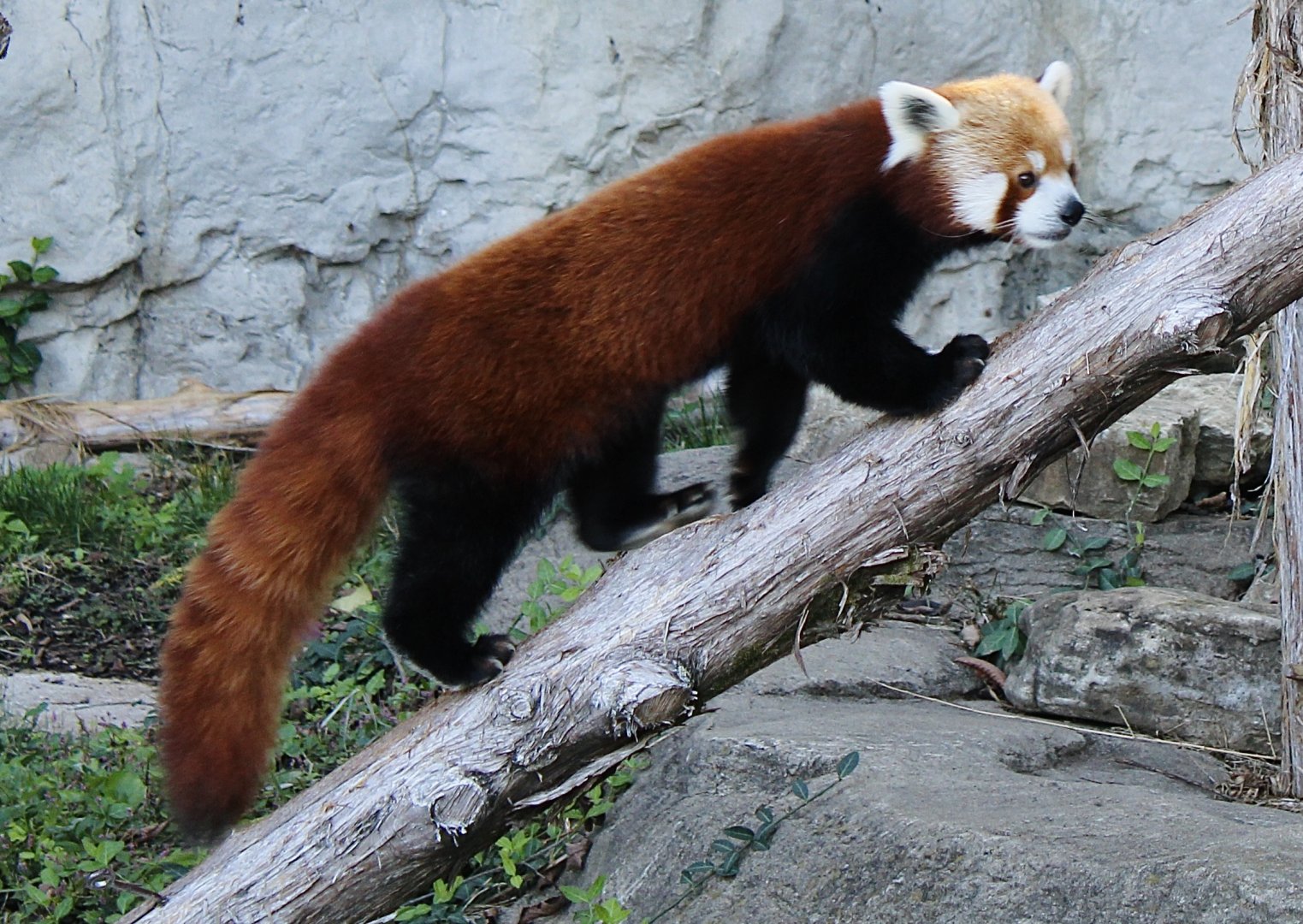 Oct. 2021 - Red Panda