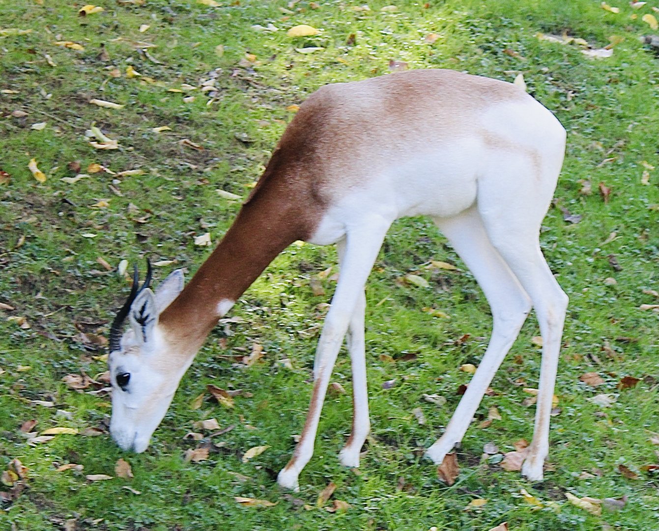 Oct. 2021 - Red Rocks - Antelope Yards - Dama Gazelle