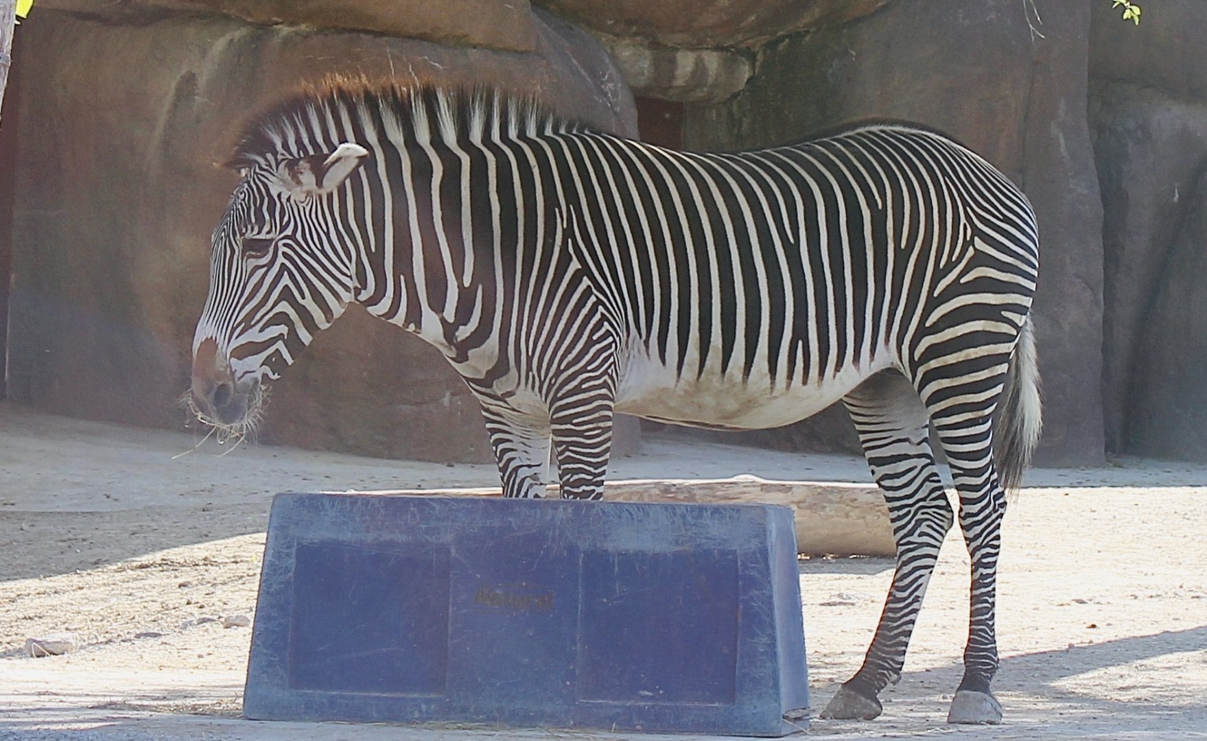 Oct. 2021 - Red Rocks - Antelope Yards - Grevy’s Zebra