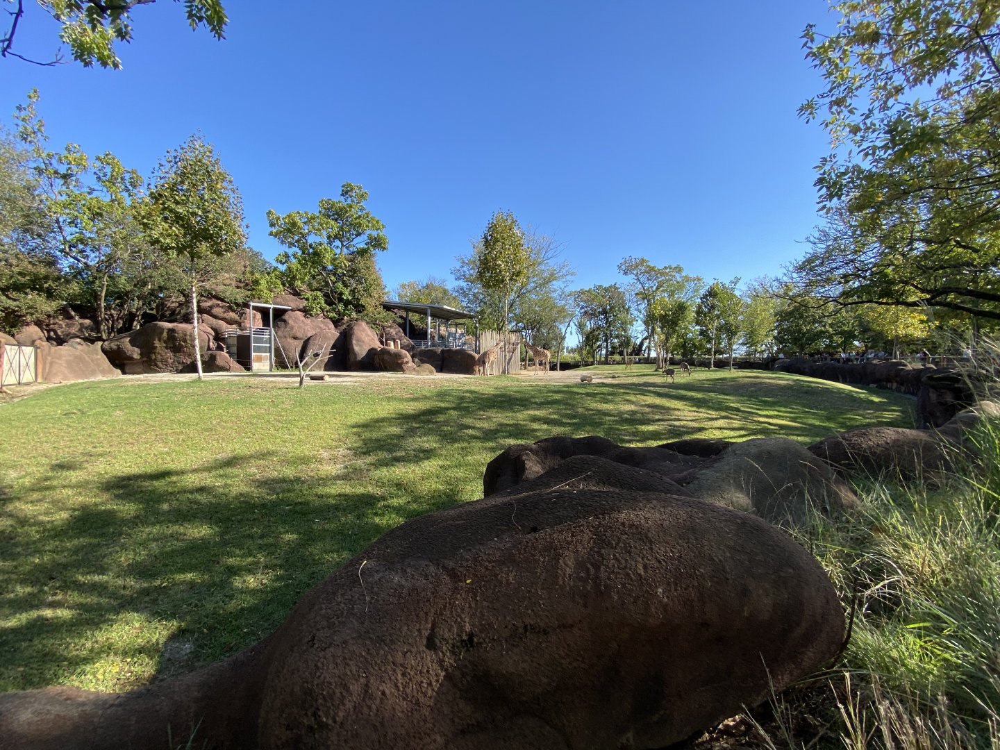 Oct. 2021 - Red Rocks - Antelope Yards - Reticulated Giraffe/Lesser Kudu/Gerenuk/Ostrich Exhibit