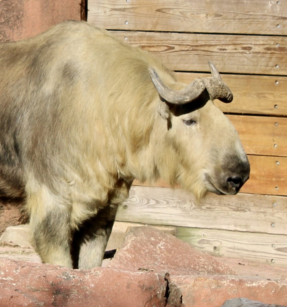 Oct. 2021 - Red Rocks - Antelope Yards - Sichuan Takin