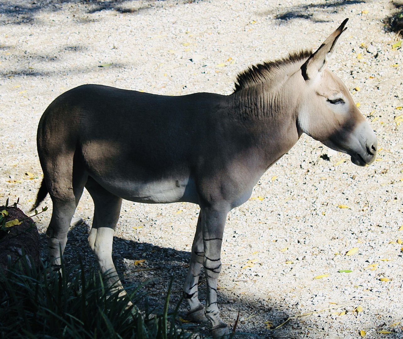 Oct. 2021 - Red Rocks - Antelope Yards - Somali Wild Ass
