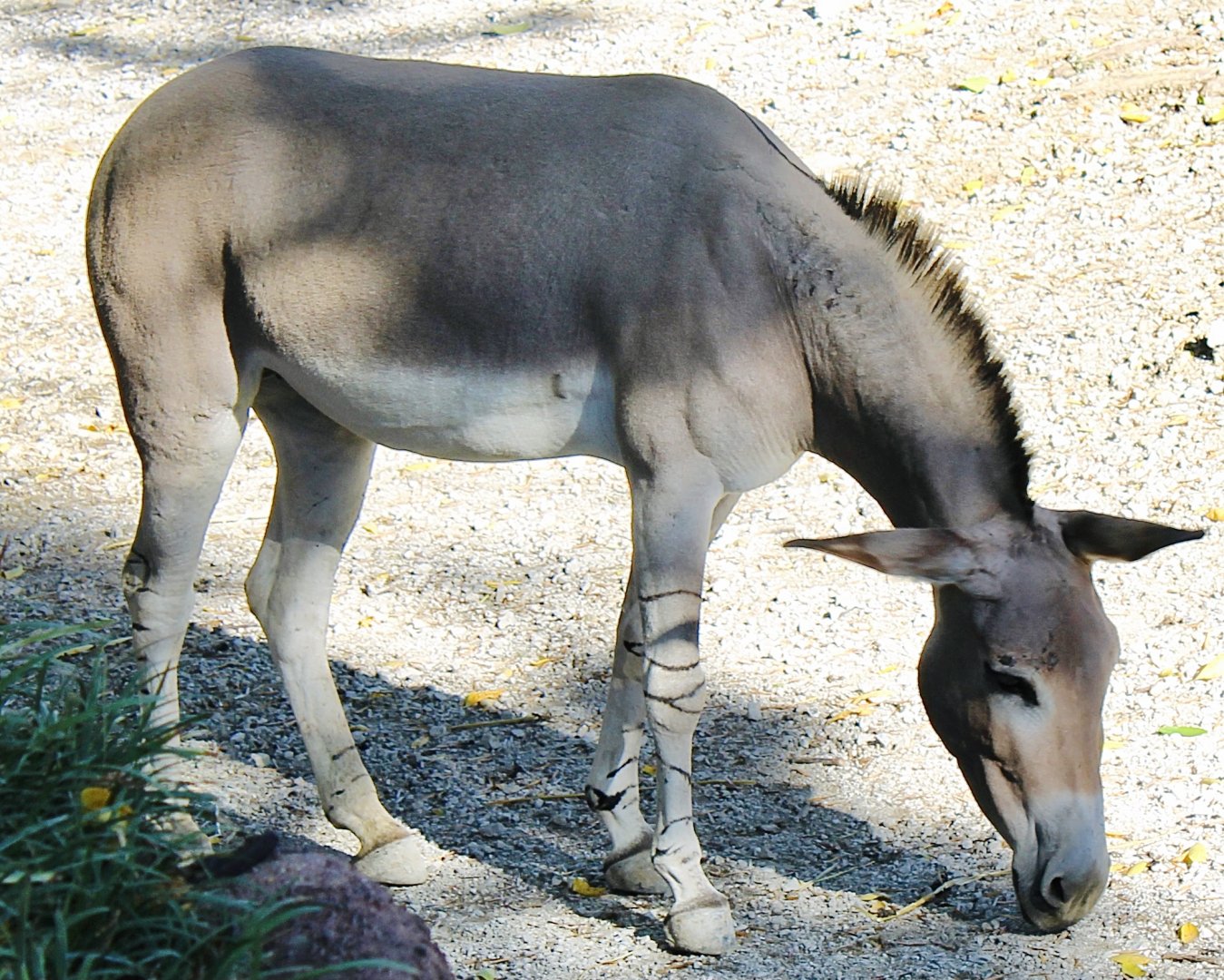 Oct. 2021 - Red Rocks - Antelope Yards - Somali Wild Ass
