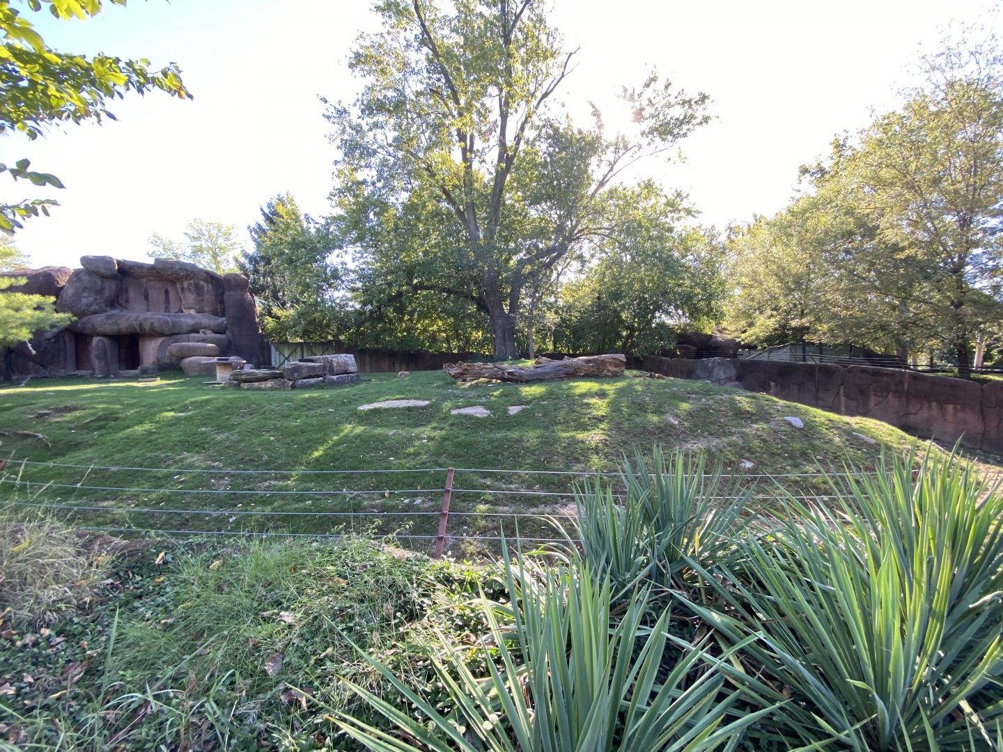 Oct. 2021 - Red Rocks - Antelope Yards - Transcapian Urial Exhibit