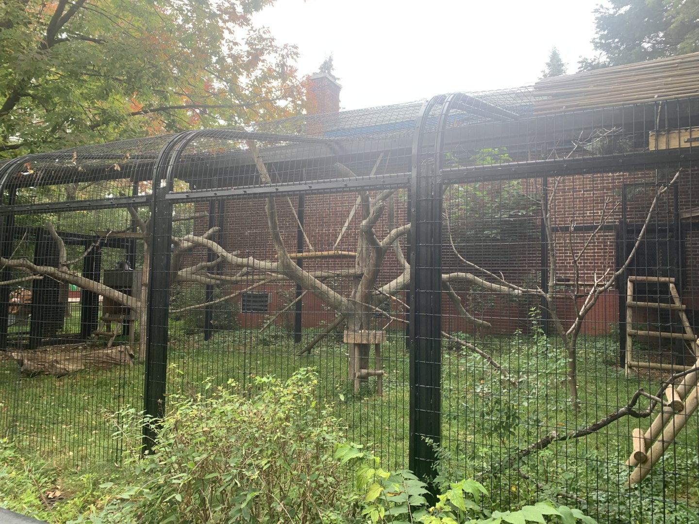 Oct. 2021- Ring-tailed lemur exhibit