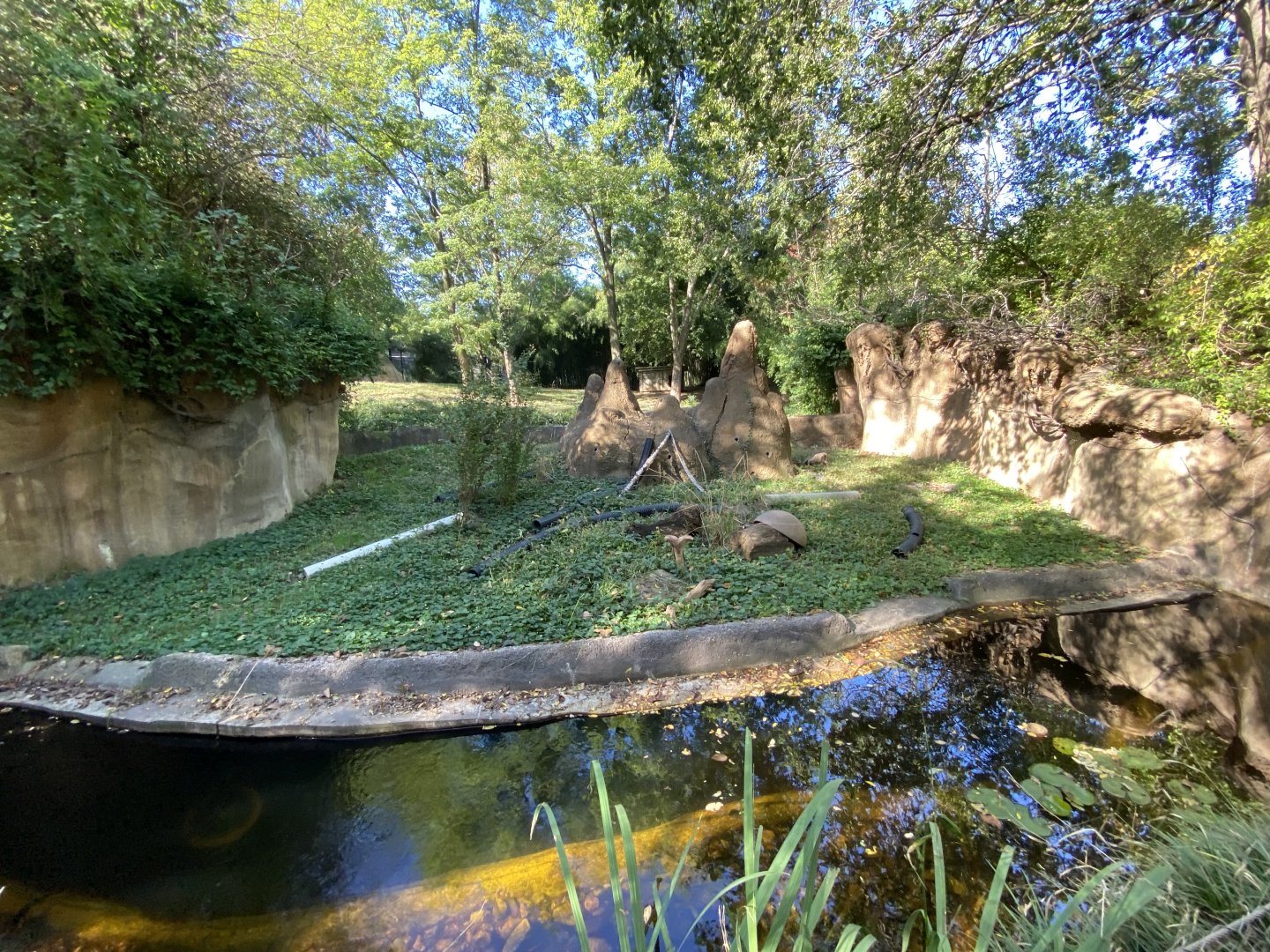 Oct. 2021 - River’s Edge - Africa - Dwarf Mongoose + Cheetah Exhibits