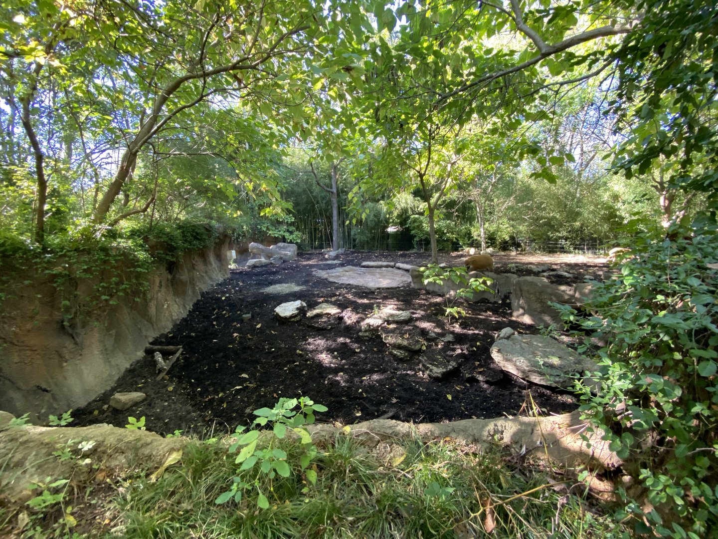 Oct. 2021 - River’s Edge - Africa - Red River Hog Exhibit