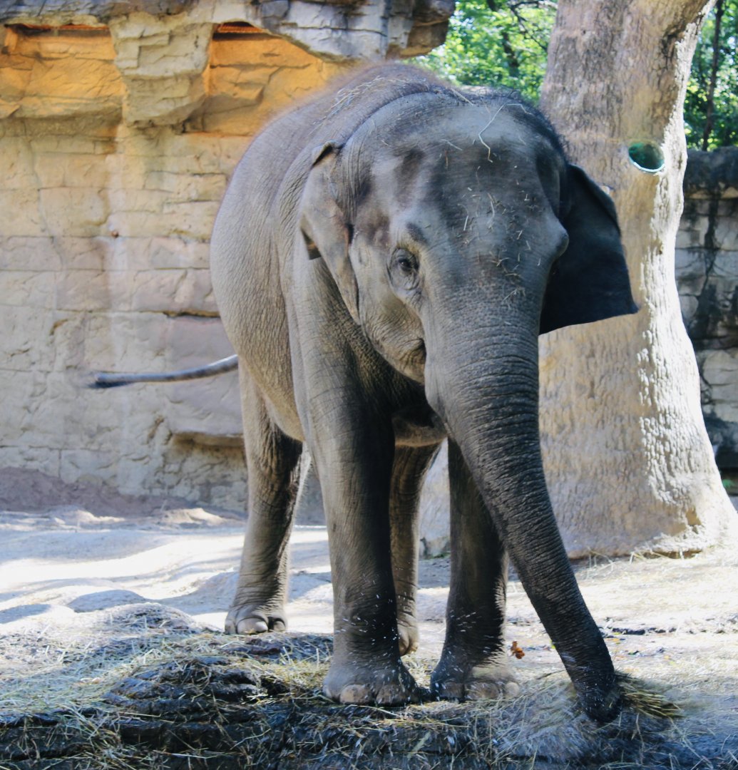 Oct. 2021 - River’s Edge - Asian Elephant