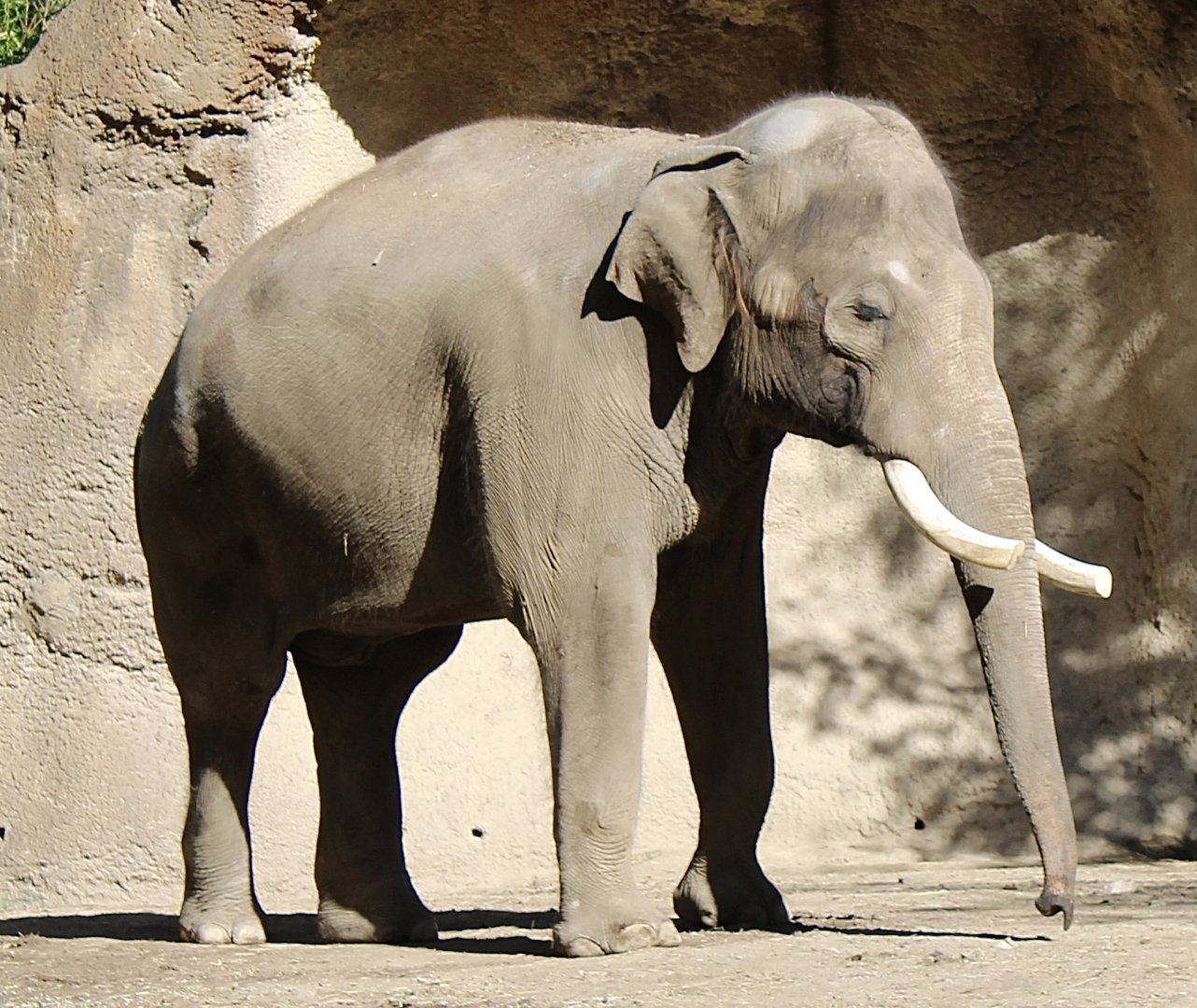 Oct. 2021 - River’s Edge - Asian Elephant
