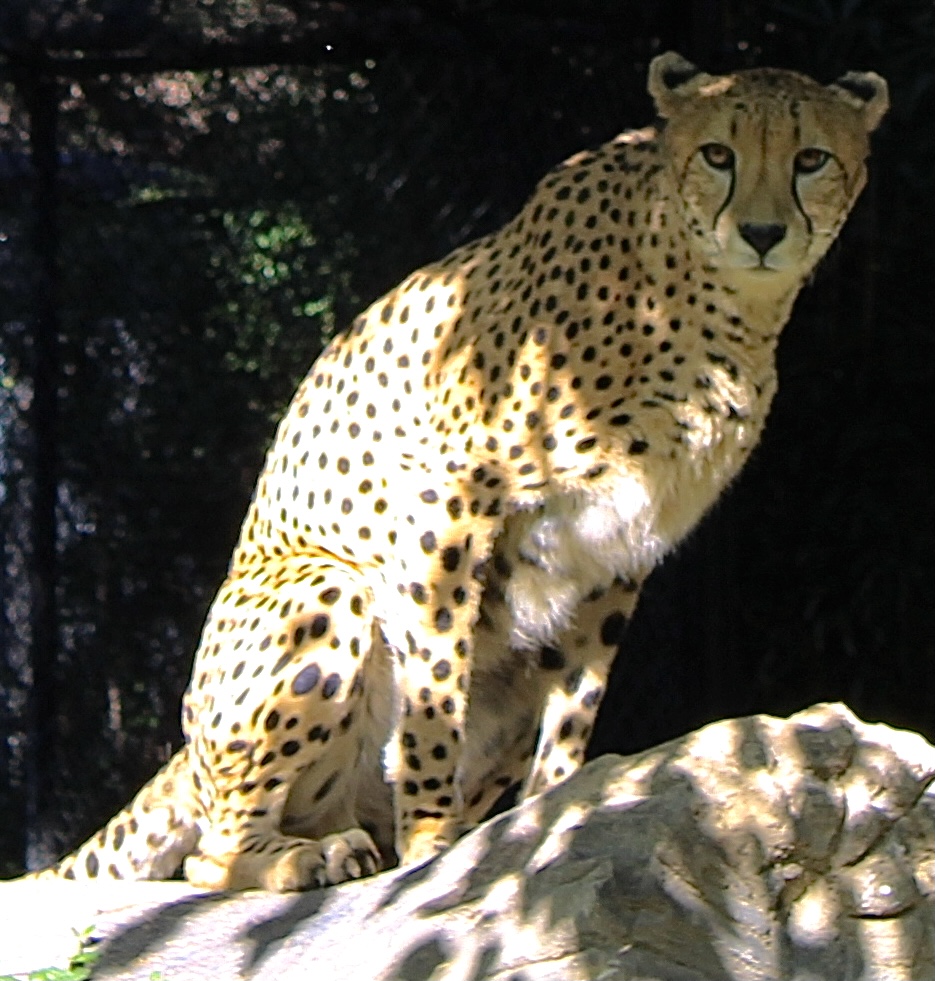 Oct. 2021 - River’s Edge - Cheetah