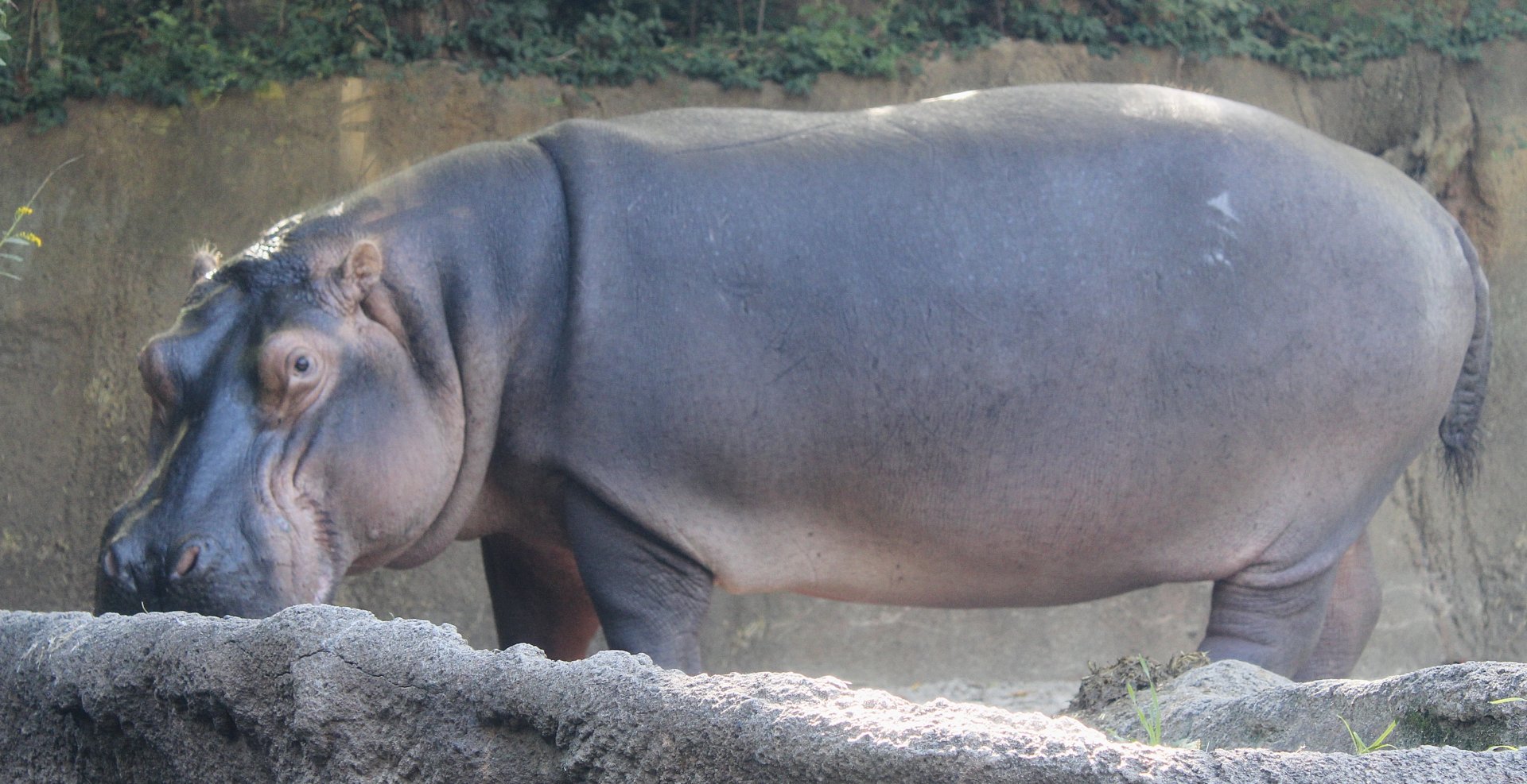 Oct. 2021 - River’s Edge - Hippo