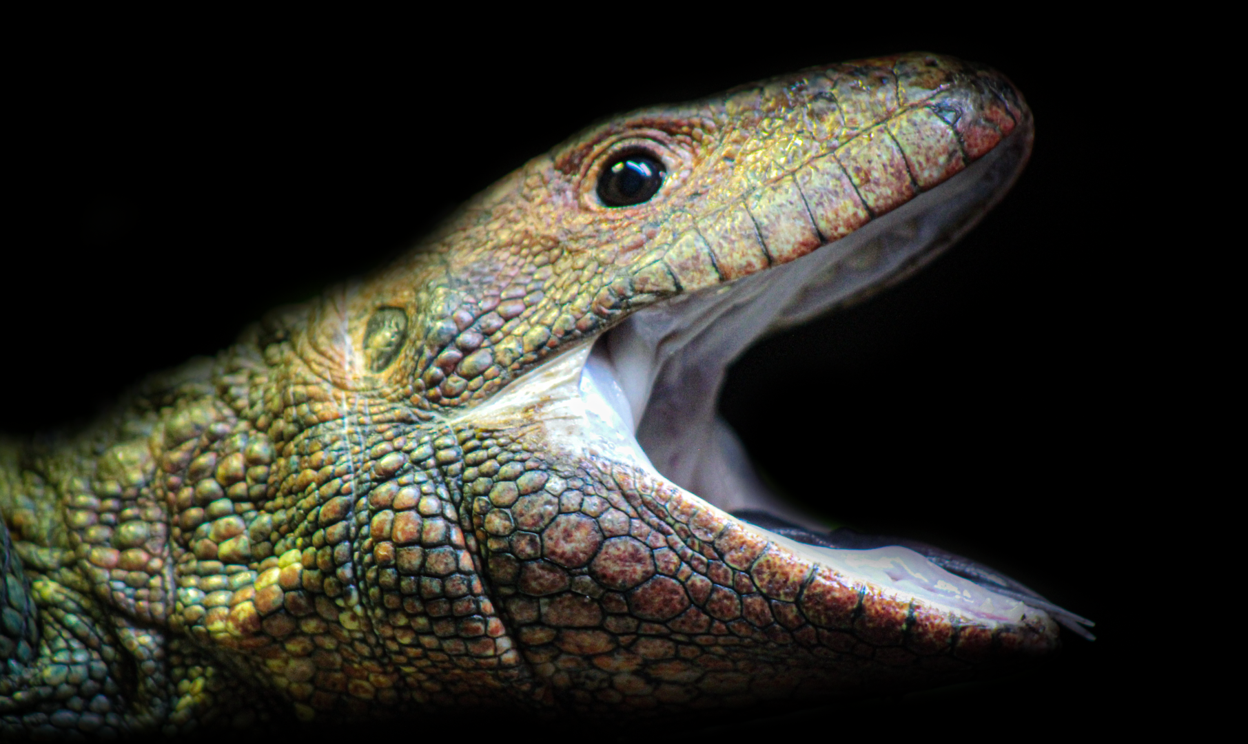 Oct. 2021 - Scaly, Slimy, Spectacular - Caiman Lizard