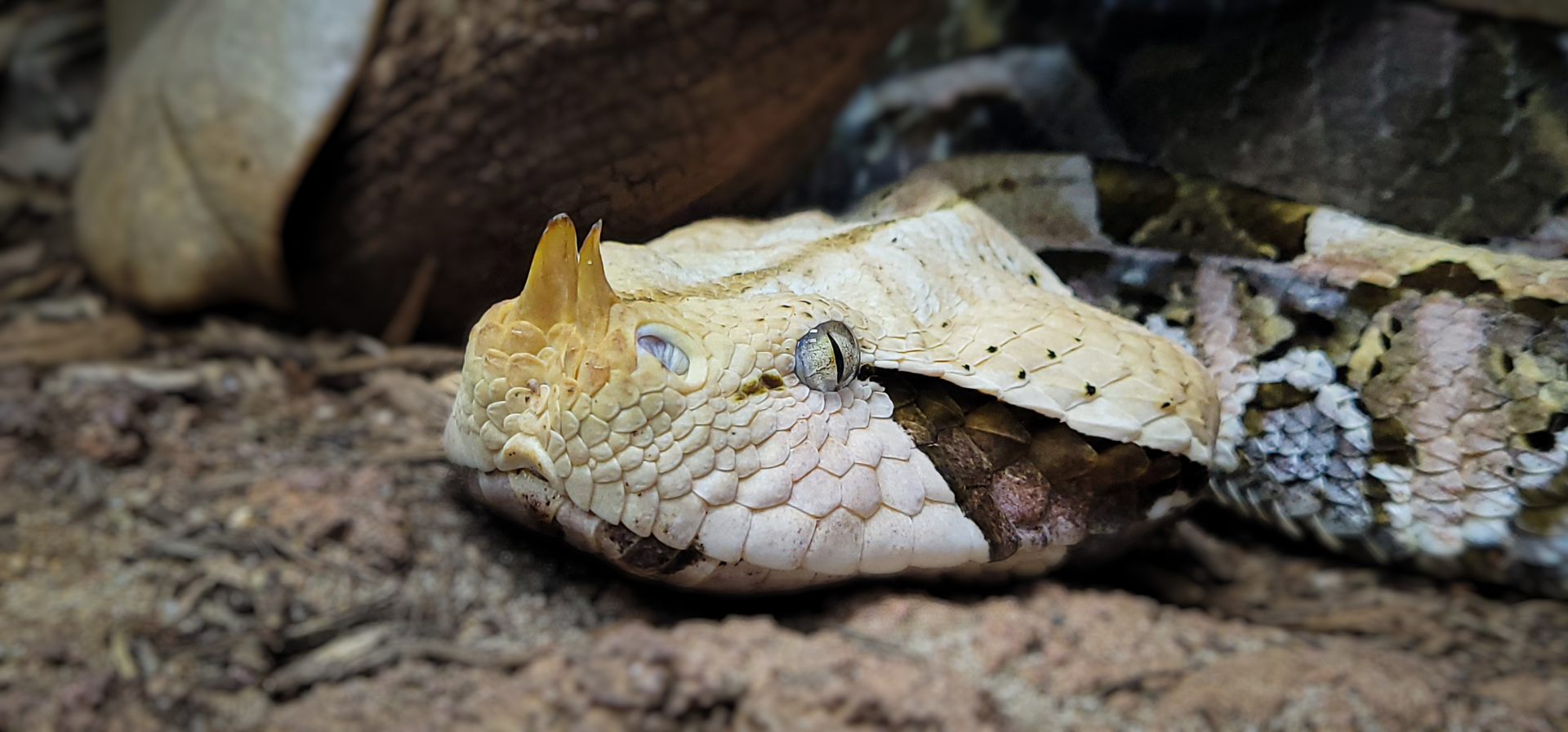 Oct. 2021 - Scaly, Slimy, Spectacular - Gaboon Viper