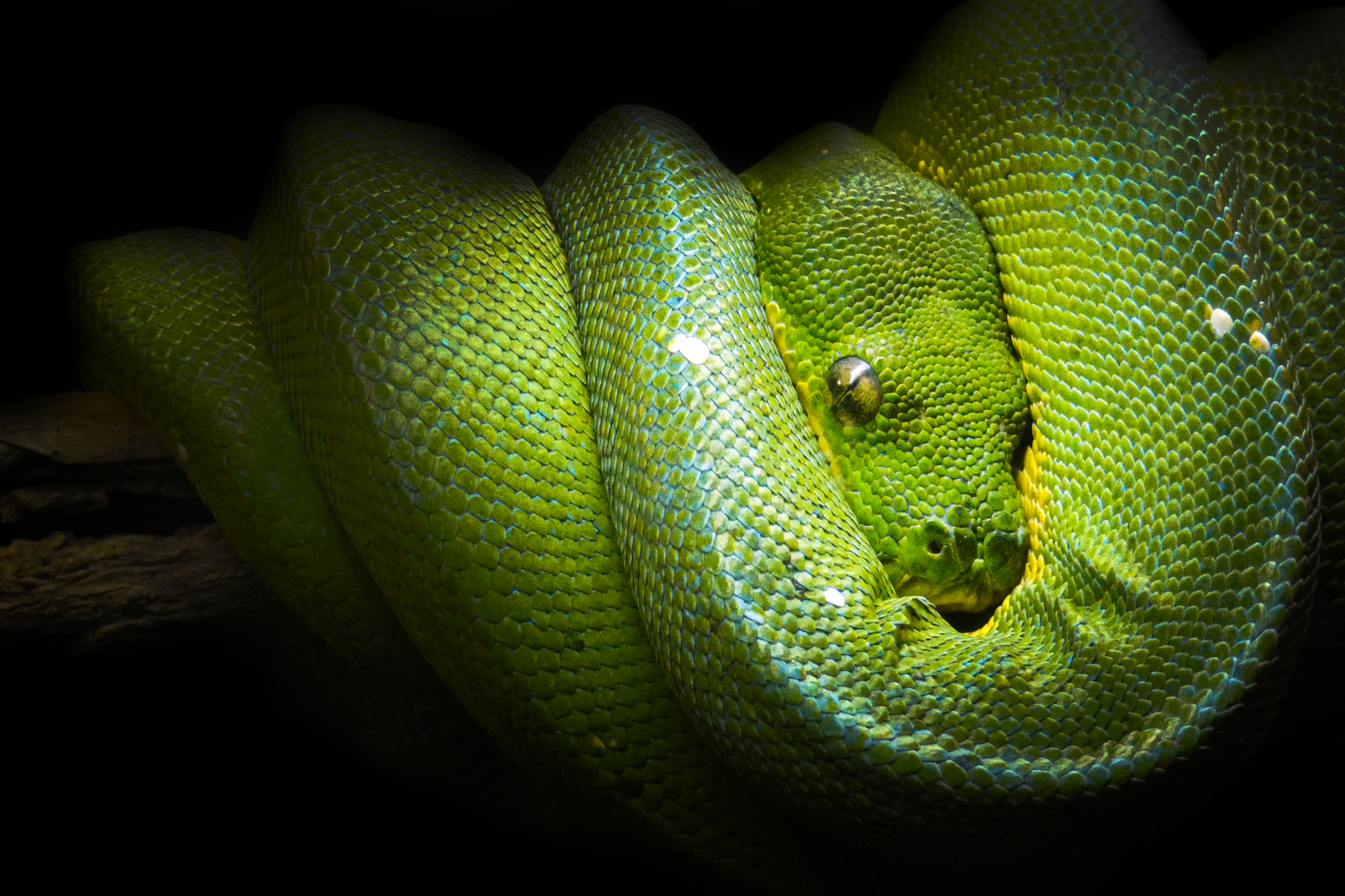 Oct. 2021 - Scaly, Slimy, Spectacular - Green Tree Python