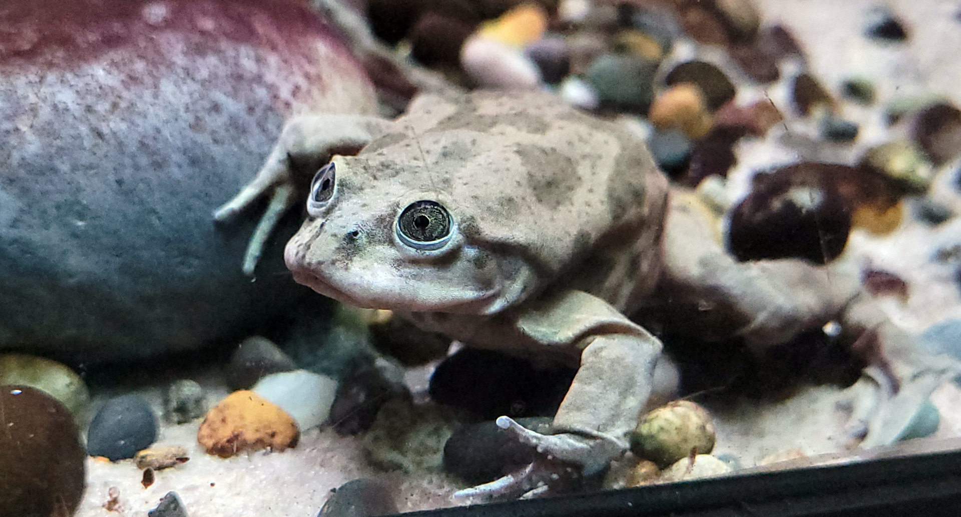 Oct. 2021 - Scaly, Slimy, Spectacular - Lake Titicaca Frog