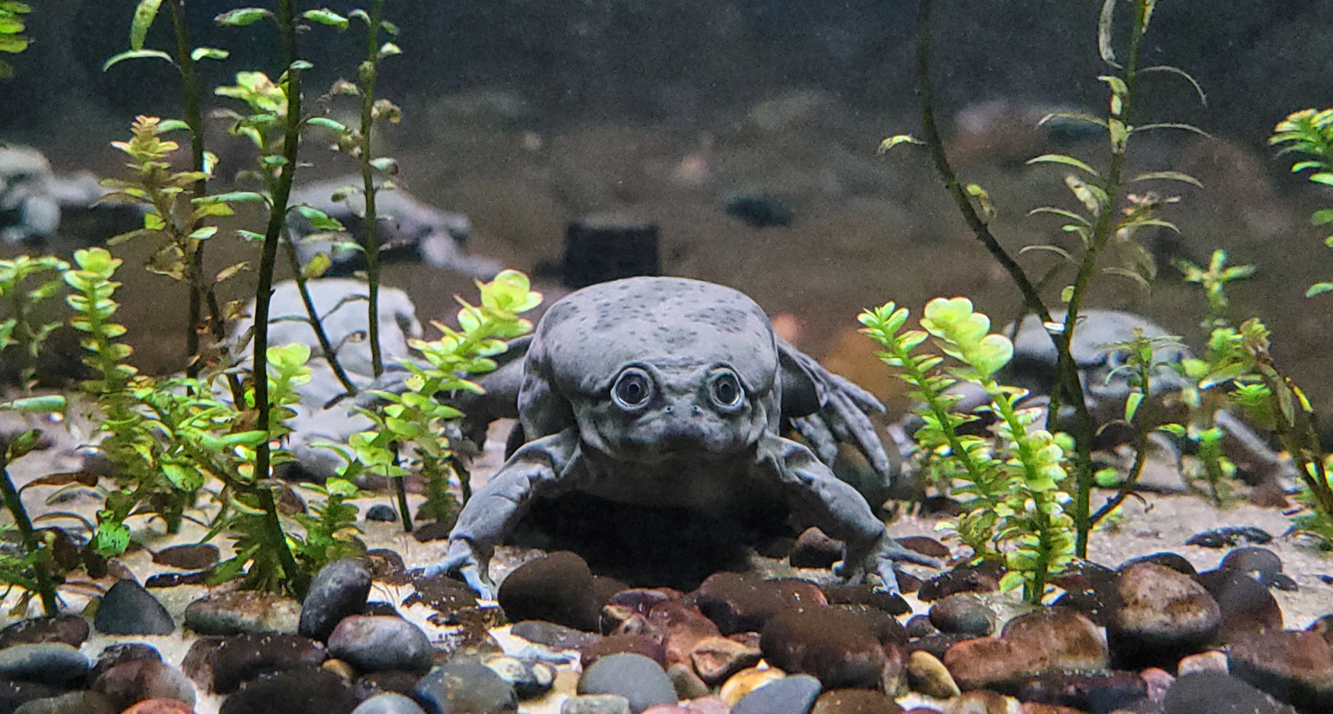 Oct. 2021 - Scaly, Slimy, Spectacular - Lake Titicaca Frogs
