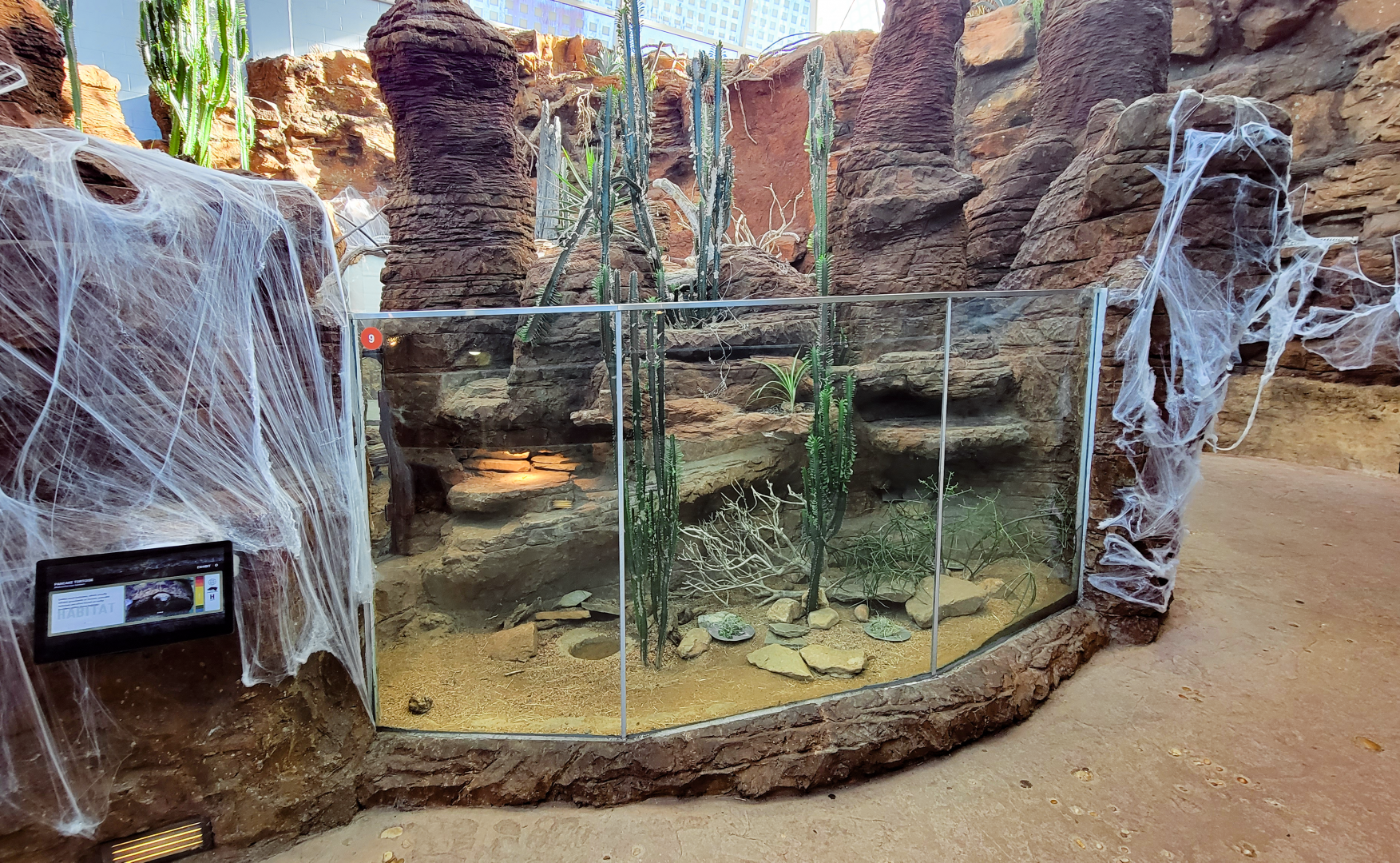 Oct. 2021 - Scaly, Slimy, Spectacular - Pancake Tortoise Exhibit