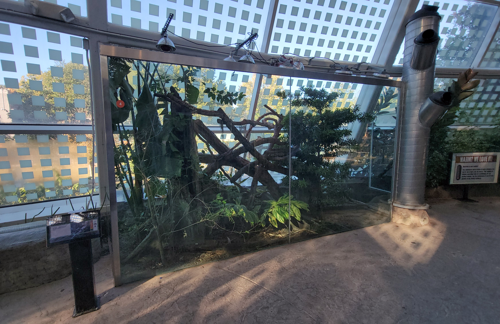 Oct. 2021 - Scaly, Slimy, Spectacular - Prehensile-tailed Skink Exhibit