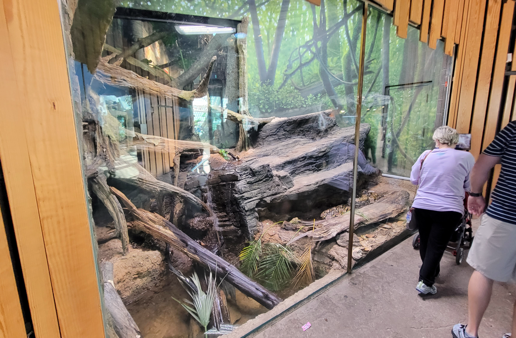 Oct. 2021 - Scaly, Slimy, Spectacular - Reticulated Python Exhibit