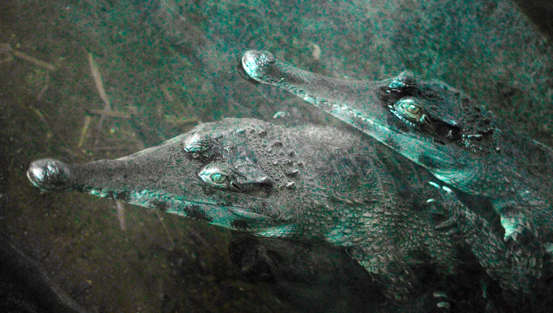 Oct. 2021 - Scaly, Slimy, Spectacular - Slender-snouted Crocodiles