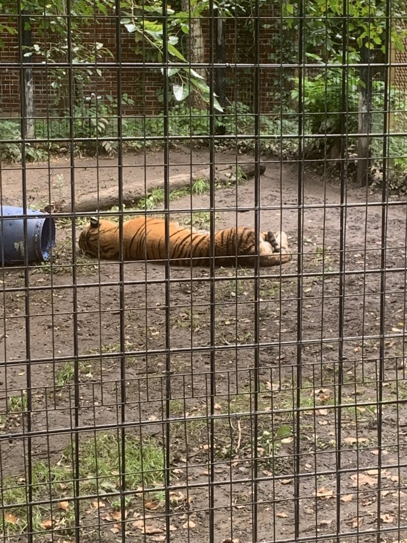 Oct. 2021- Siberian tiger