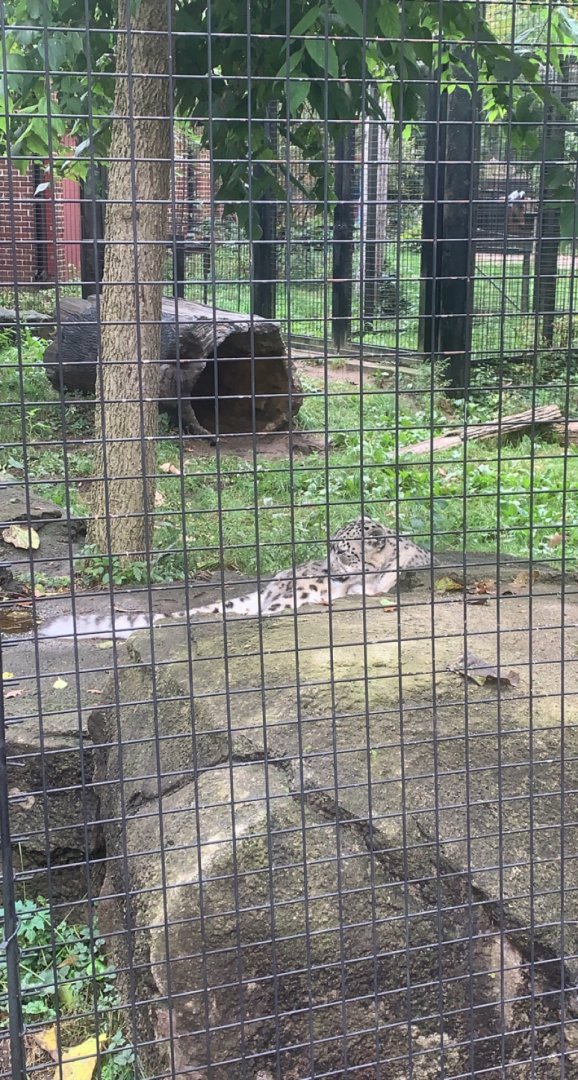 Oct. 2021- Snow leopard