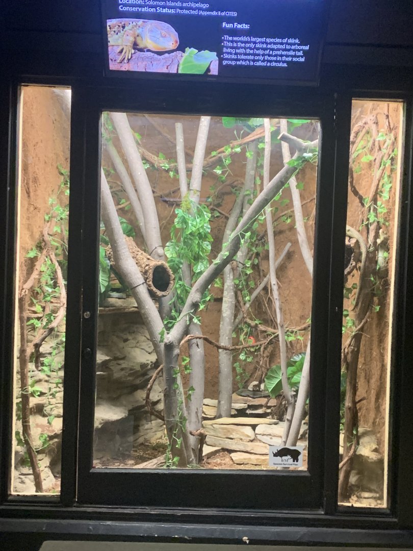 Oct. 2021- Solomon Islands skink exhibit