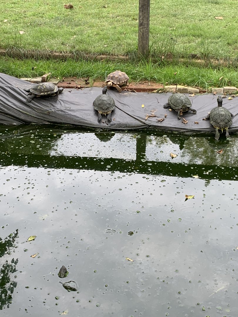 Oct. 2021- Sulcata tortoise and various other turtles