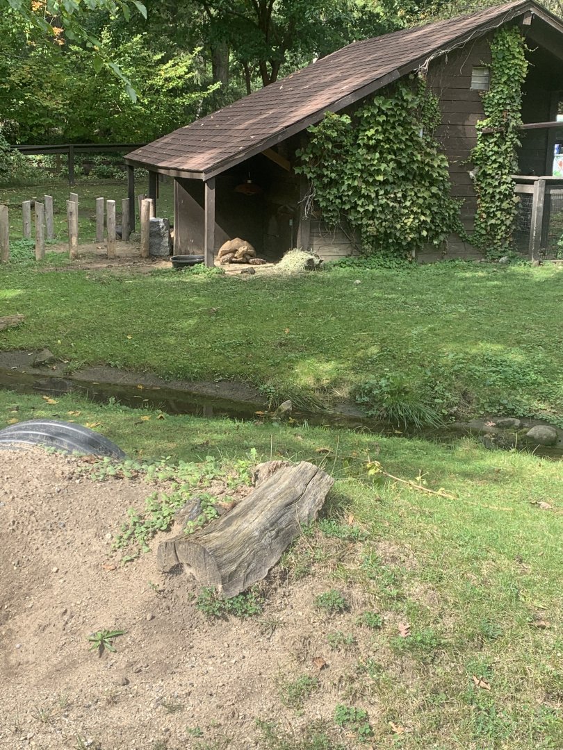 Oct. 2021- Sulcata tortoise