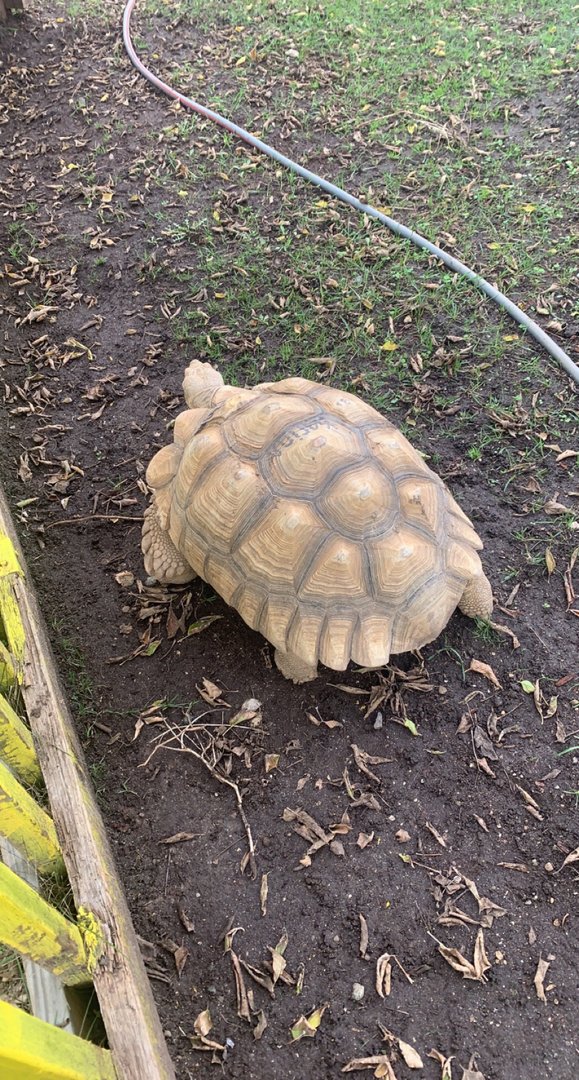 Oct. 2021- Sulcata tortoise