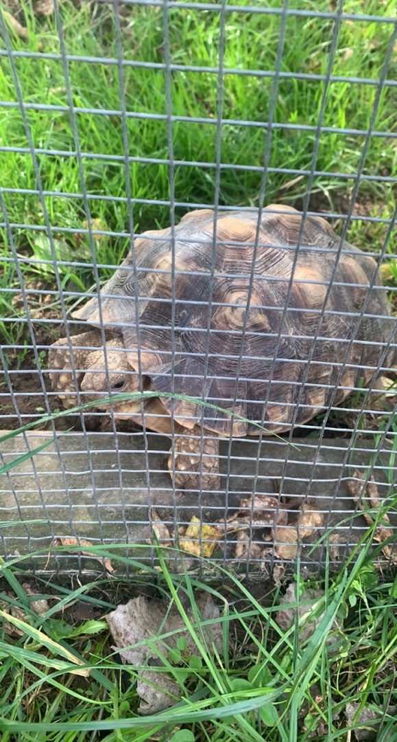 Oct. 2021- Sulcata tortoise
