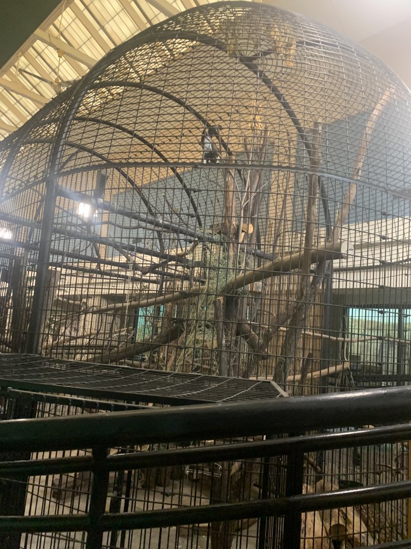 Oct. 2021- Trumpeter hornbill cage