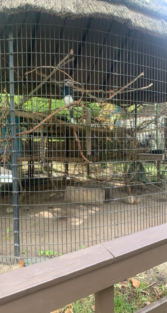 Oct. 2021- Trumpeter hornbill enclosure