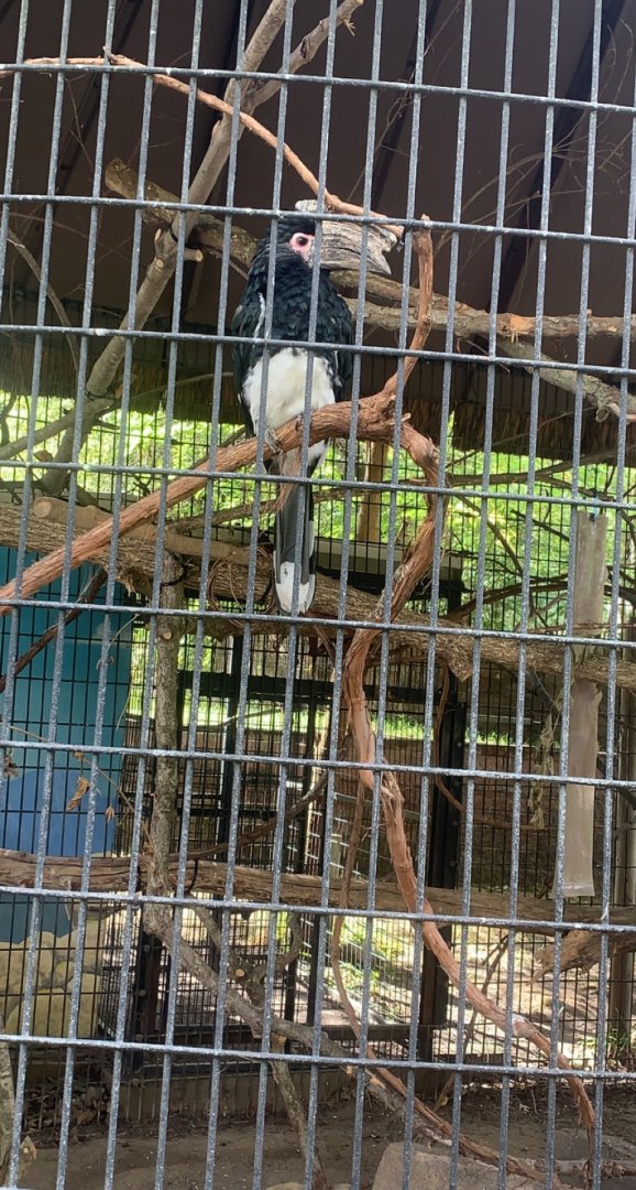 Oct. 2021- Trumpeter hornbill