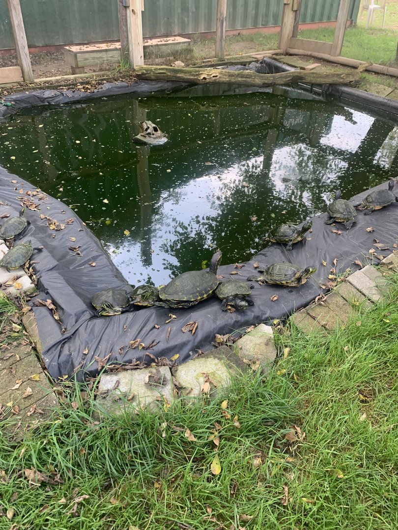 Oct. 2021- Various turtles