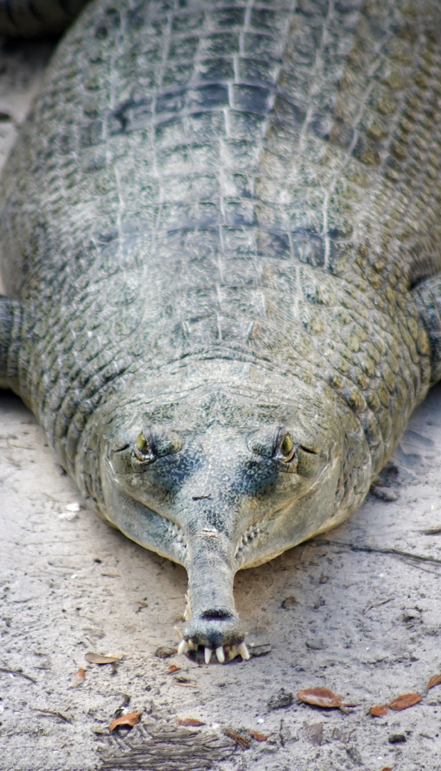 Oct. 2022 - Asian Gardens - Indian Gharial